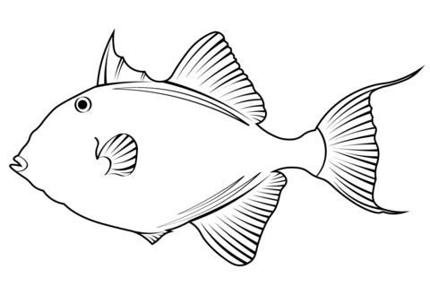 Grey Triggerfish (Balistes Capriscus) Coloring Page